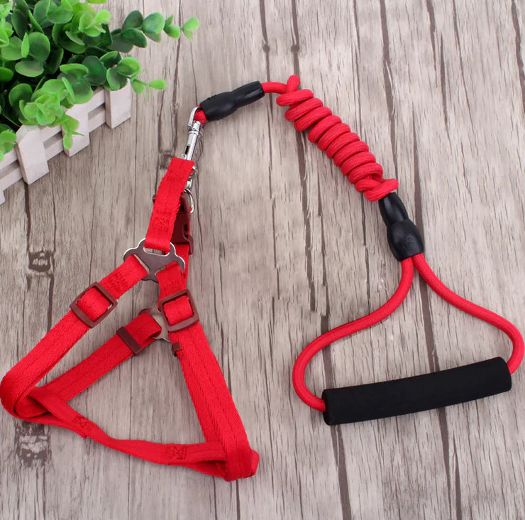 Pet Leash Set for Small Dogs and Cats with Collar
