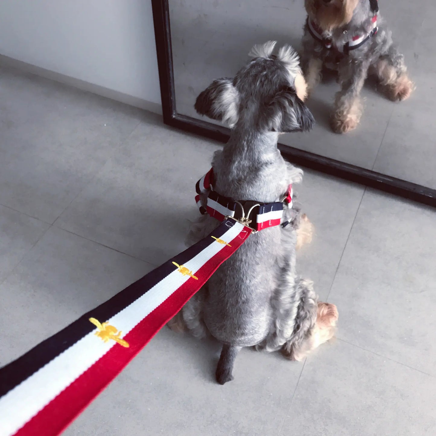 Trendy Pet Harness and Leash for Dogs of All Sizes